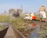 لحظة نجاة سياح من هجوم شنه فيل عليهم في ببوتسوانا... فيديو