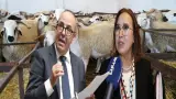 التامني تفجر جدلاً واسعاً حول دعم استيراد الأغنام وتكشف فجوة في الأرقام الرسمية