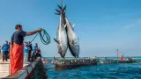 بعد عجزها عن الوصول للسواحل الجنوبية المغربية.. الجزائر تحصل على الضوء الأخضر من موريتانيا لاستغلال ثرواتها السمكية