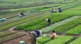بعد سنوات من إطلاقه.. هل نجح مخطط المغرب الأخضر في تحقيق الطفرة الفلاحية المنشودة؟