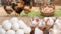 بسبب "الرومي".. ارتفاع أسعار الدجاج والبيض البلدي في الأسواق المغربية